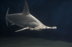 Гигантская акула-молот