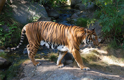 Индокитайский тигр