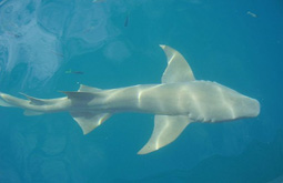 Тихоокеанская полярная акула